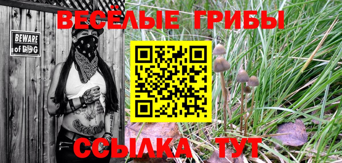 Галлюциногенные грибы Cubensis  как найти закладки  Славгород  Вход с VPN 